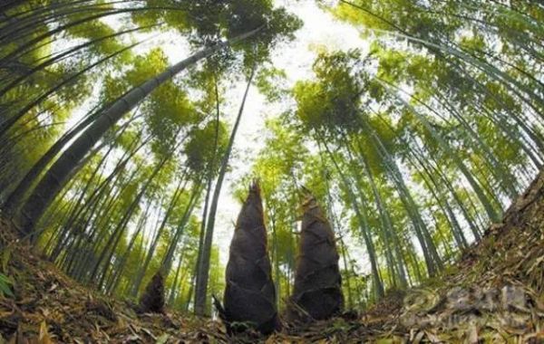 ������Ʒ��չǰ��