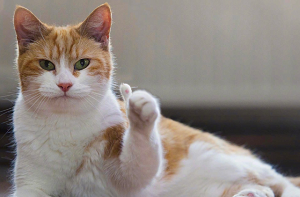 成人用品店如今还能赚钱吗?投入的成本有多少? 成人用品店如今还能赚钱吗?投入的成本有多少?