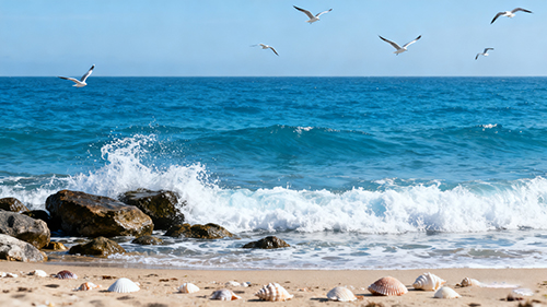 ��������Ʒ������ʲô���ƣ�