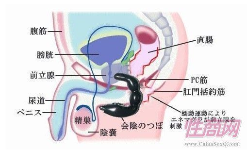 百乐同志用品G点按摩器-成人用品2