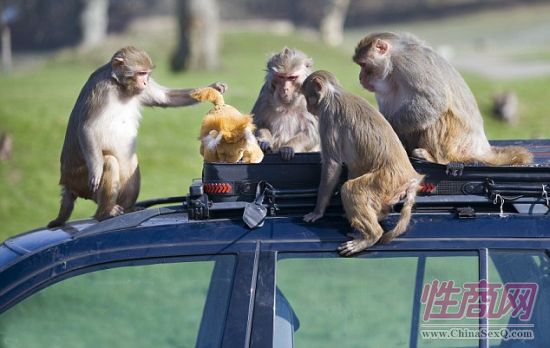 成千上万只恒河红猴和巴汉达猴已成为印度首都新德里市的祸患。它们在政府大楼里出入,咀嚼互联网电缆,趁人不备偷窃食物甚至入室行窃。印度政府计划给猴子服用避孕药,以解决日益增长的“猴患威胁”问题。输精管切除术也将是解决办法之一。2007年,德里市的副市长被猴子从阳台推下,导致摔死。