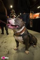 2016����eXXXotica����������չ��չ����ͼƬ42