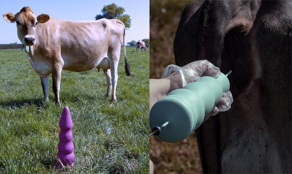 英国大学生为奶牛设计性玩具，让畜牧工业化饲养更有温度